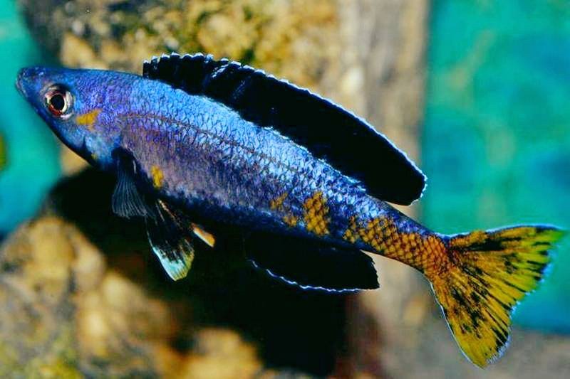 Cyprichromis sp. 'brilliant jumbo' Kitumba